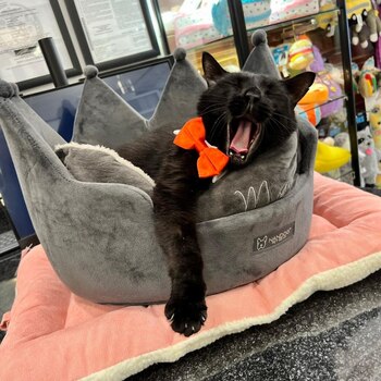 Jeremy bostezando después de terminar