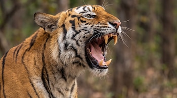 Tigre de Bengala de perfil con la boca abierta mostrando sus colmillos y lengua ante un fondo verde desenfocado.
