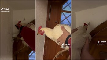 En el video, la gallina