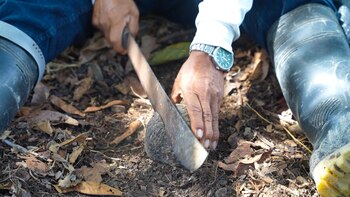 El SERFOR impulsa la recolección