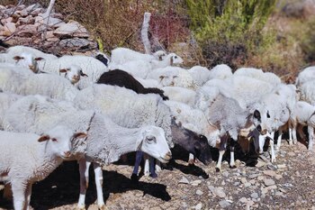 El rol de las ovejas