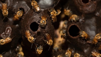 Abejas amazónicas sin aguijón son