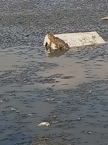 Este es el cocodrilo que