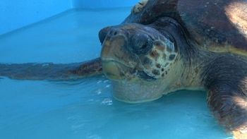 las tortugas laúd tienen una