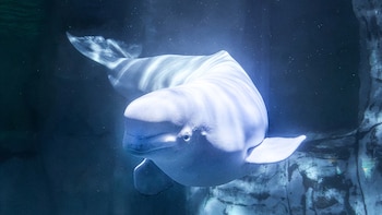 Muere una de las belugas que fue trasladada desde un zoo de Canadá al Oceanogràfic de Valencia: “Es un momento especialmente difícil para todos”