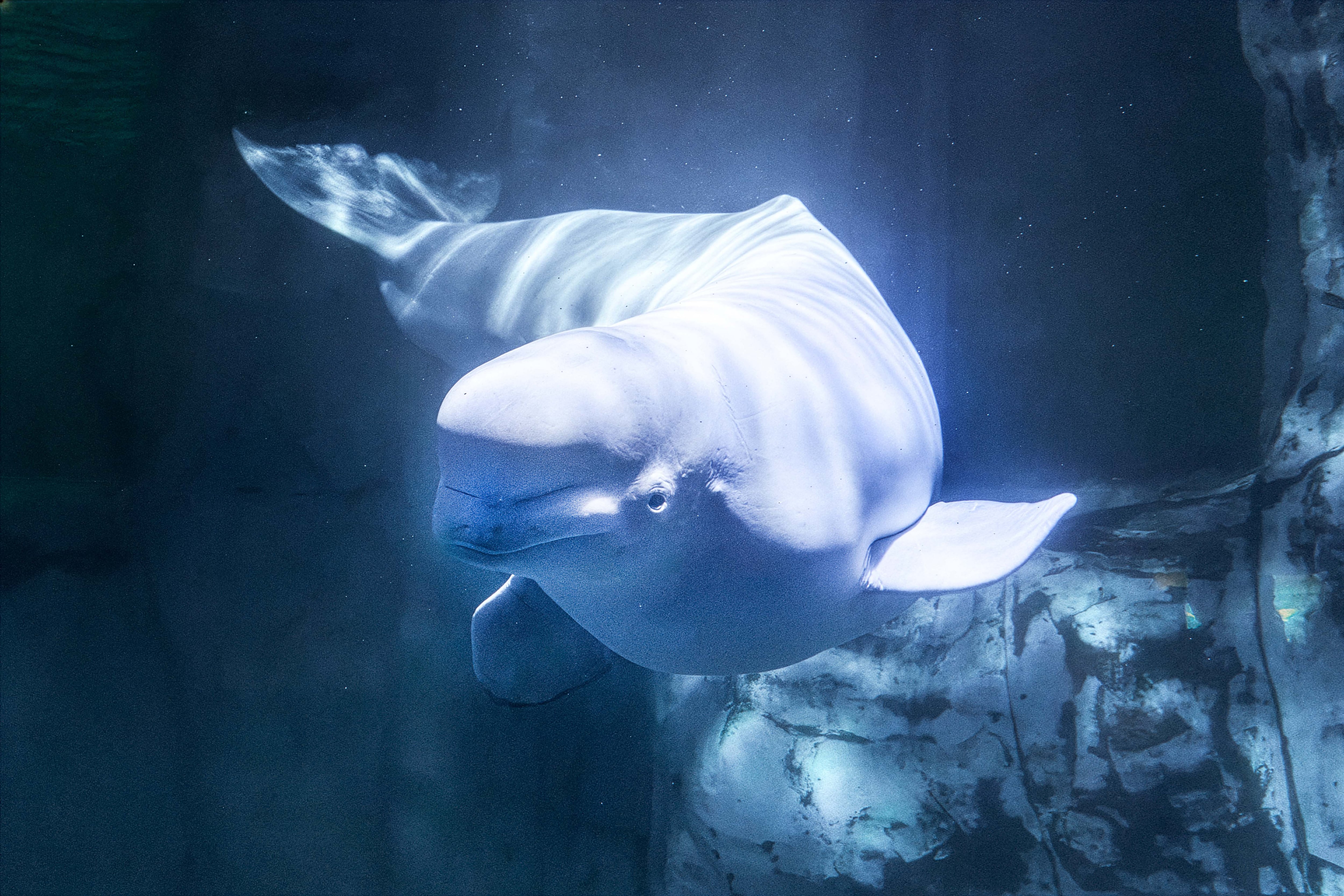 La beluga Jelly Bean ha fallecido en el Oceanogràfic de Valencia. (Oceanogràfic de Valencia)