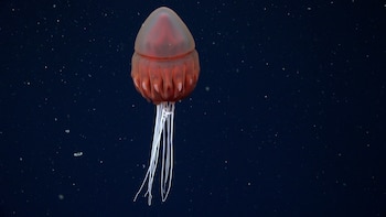 Una medusa colorada es fotografiada