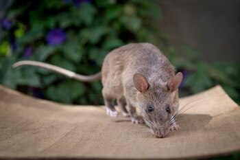 Estos animales tienen una gran