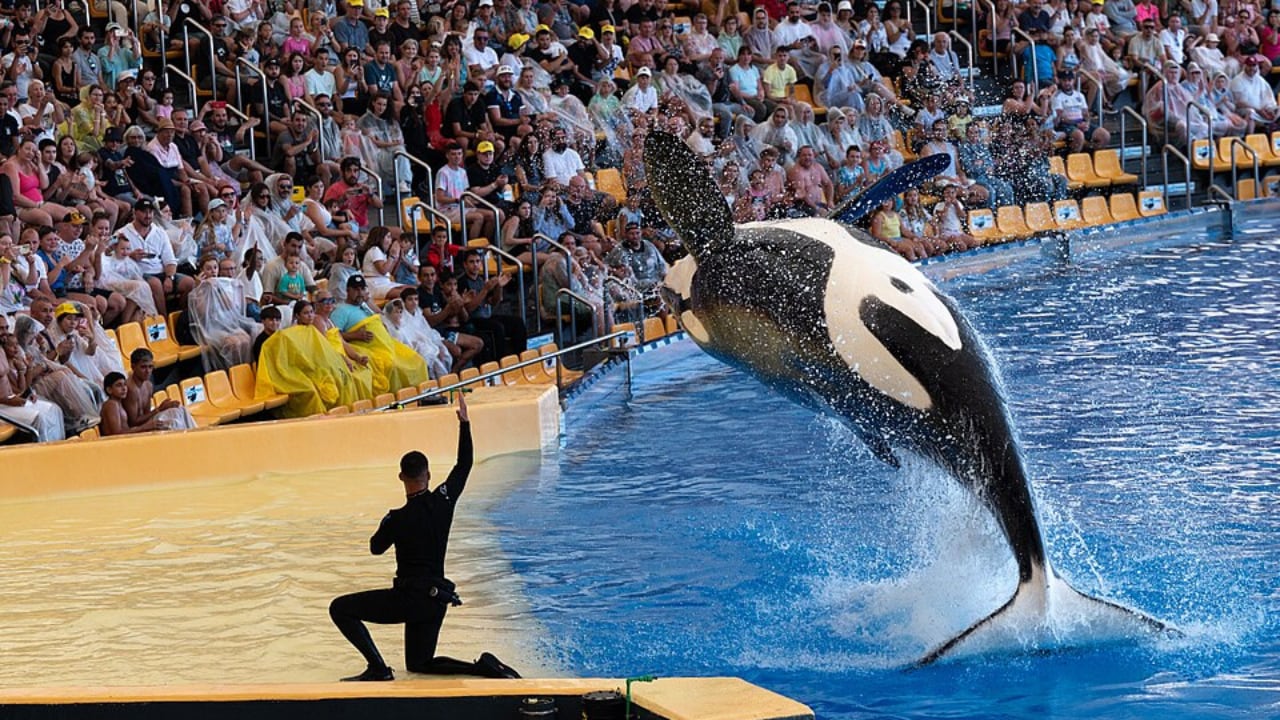 Imagen de archivo de un espectáculo con orcas en Loro Parque, Tenerife. (Tuxyso/Wikimedia Commons)