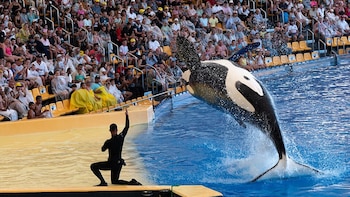 Colectivos animalistas se oponen al traslado de las orcas Wikie y Keijo al Loro Parque de Tenerife: Francia considera que es la “única solución”