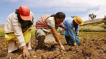 Agro en el Perú: mayoría de productores son hombres y solo 3 de cada 10 son mujeres, según el INEI. (Foto: INEI)