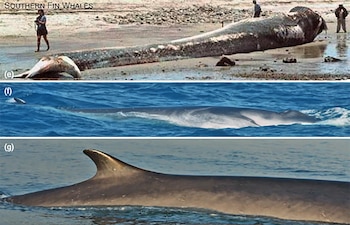 Imagen de tres paneles con una ballena varada en la playa junto a personas, una ballena nadando y la aleta dorsal de otra en el agua