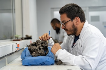 El análisis de ejemplares hallados