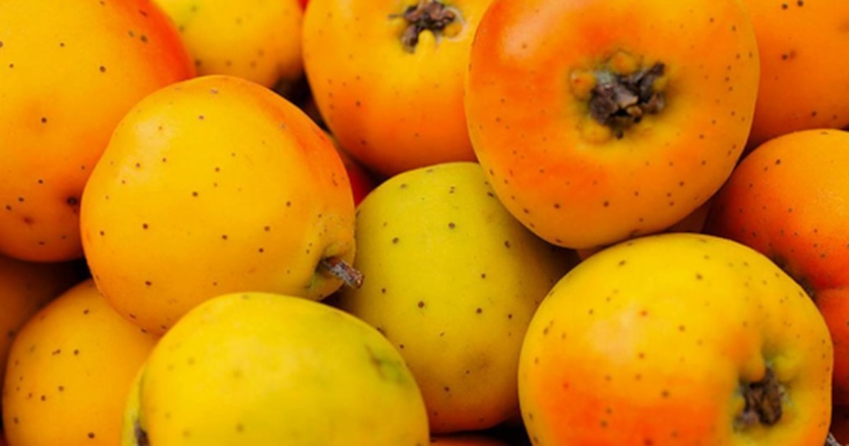 Potencia tu salud respiratoria este invierno con el té de tejocote