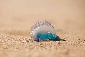 Una carabela portuguesa pequeña en una playa de San Sebastián (Ayuntamiento de San Sebastián)