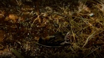 En algunos casos los pájaros