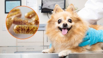 Veterinarios destacan beneficios del “trasplante de heces” para fortalecer defensas y salud digestiva de mascotas