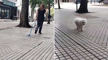 Una mujer iba paseando a su perro pero él no estaba