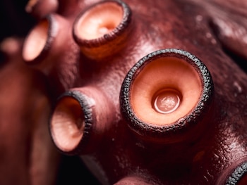 Pulpo (Adobe Stock)