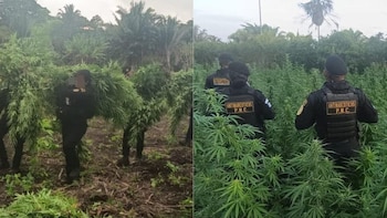 Guatemala: Erradican 68,400 plantas de marihuana valoradas en más de USD 4 millones