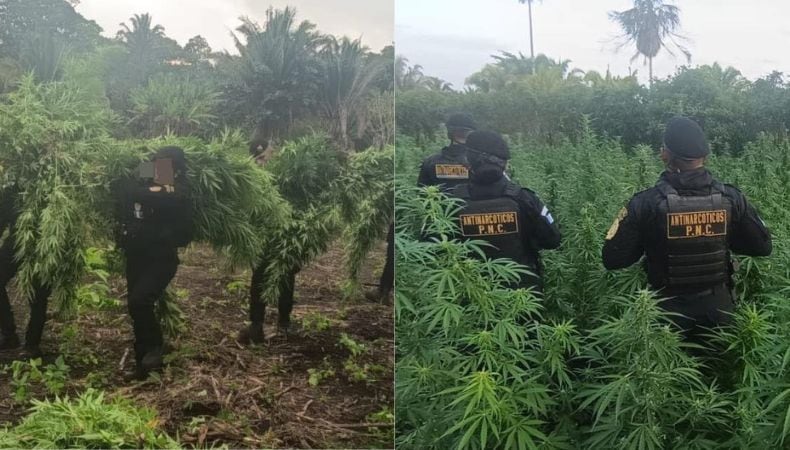 Guatemala: Erradican 68,400 plantas de marihuana valoradas en más de USD 4 millones