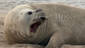 Marina resguarda elefante marino en