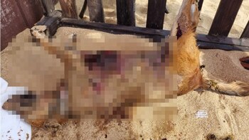 Cuando la encontraron, tenía graves