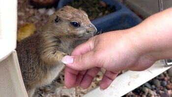 En 2003, se produjo el