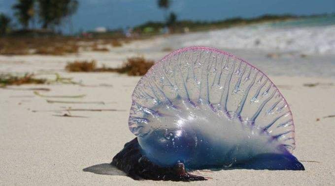La presencia de fragatas portuguesas en la playa de Mayapo, La Guajira, genera alerta sanitaria cerca de Semana Santa - crédito Coralina