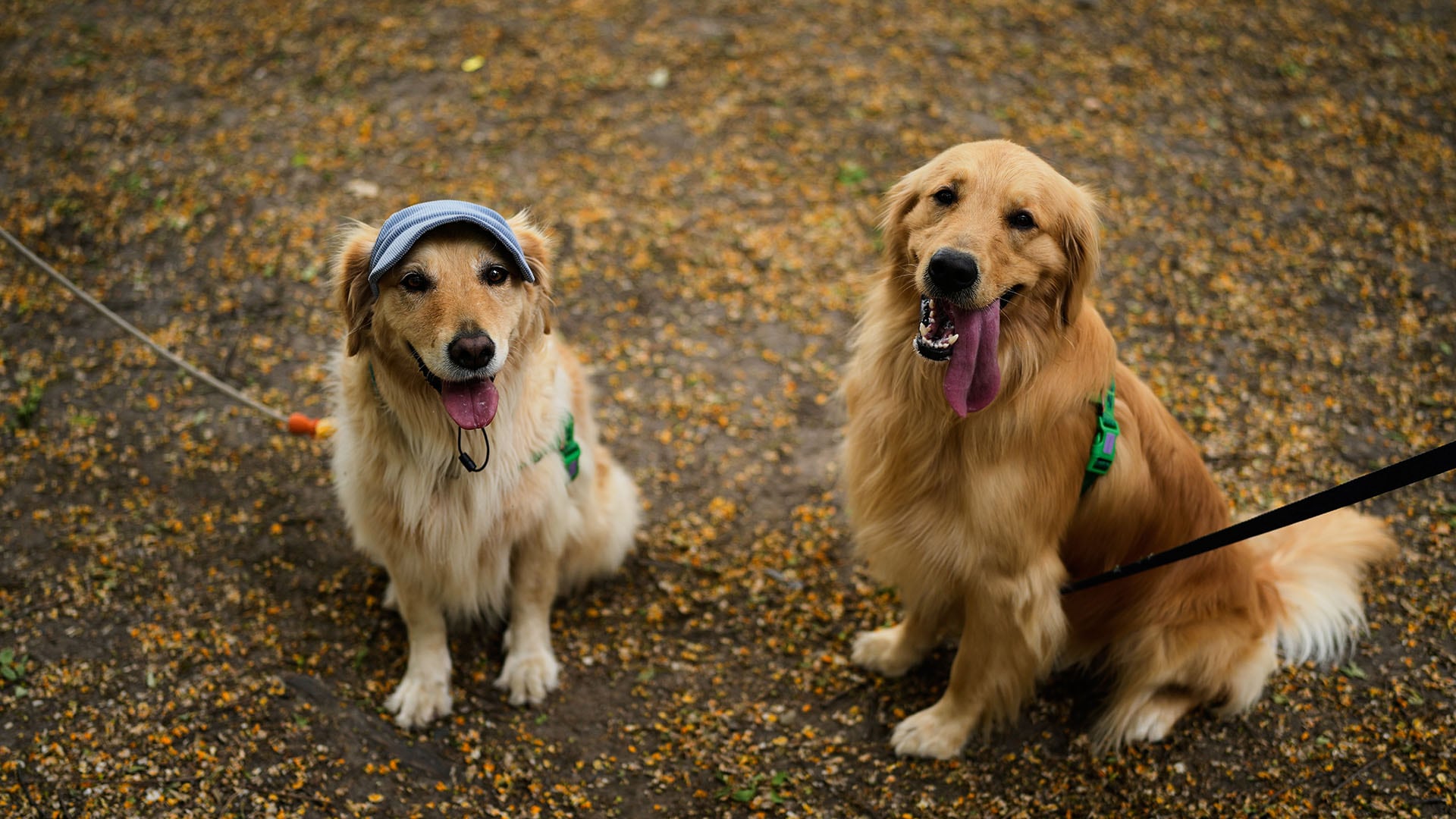 Doce de los 18 genes vinculados al comportamiento de los golden retrievers aparecen también ligados a rasgos psiquiátricos y cognitivos en personas (AP /Natacha Pisarenko)