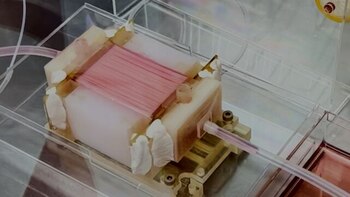 Los nuggets cultivados en laboratorio