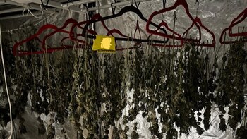 Invernadero de marihuana en Cancún