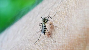 El dengue repunta en Panamá y los casos aumentan 28% en cuatro semanas