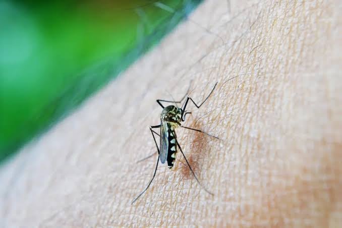 Un mosquito Aedes aegypti, vector transmisor de enfermedades como el dengue, la fiebre amarilla y el chikunguña, se posa sobre la piel humana. (Redes Sociales)