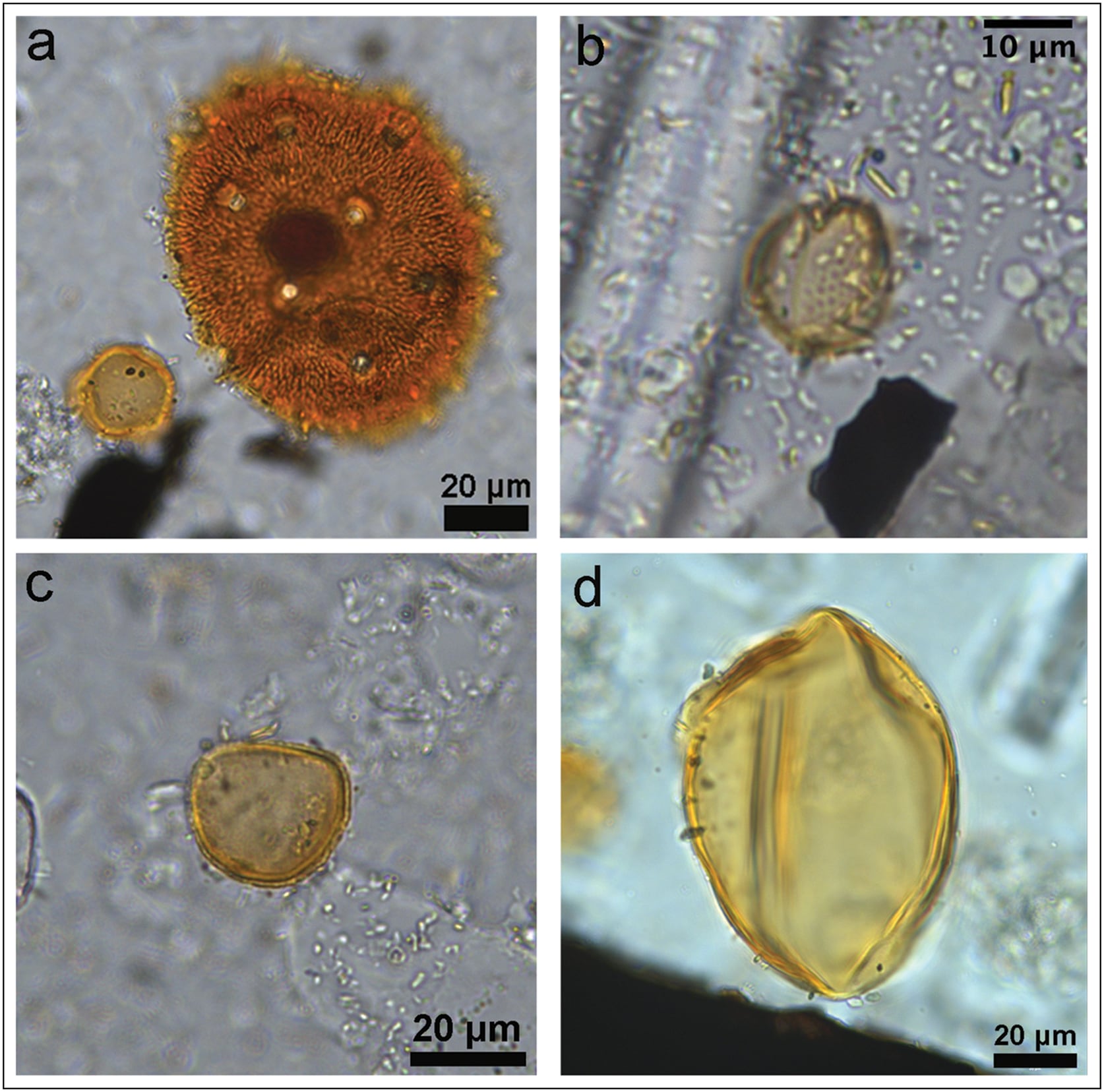 Seleccionar polen de Monte Sierpe: a) Malvaceae de MU01; b) Salix de MU03; c) Typha de MU03; d) Zea mays de MU03 (fotografías de C. Kiahtipes).