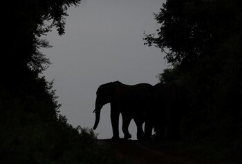 Los activistas buscan (REUTERS/Monicah Mwangi)