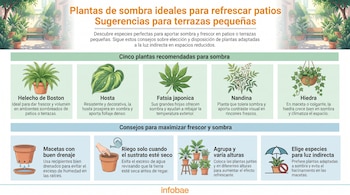 Infografía muestra cinco plantas: helecho de Boston, hosta, fatsia japonica, nandina, hiedra, junto a cuatro consejos de jardinería.