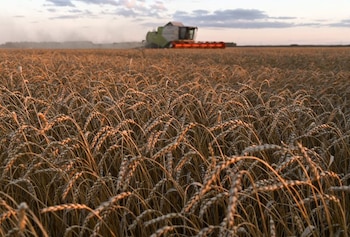 IMAGEN DE ARCHIVO. Una cosechadora en un campo de trigo de la granja Triticum, en la región de Omsk, en Rusia. Septiembre 16, 2020. REUTERS/Alexey Malgavko
