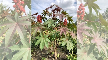 Vista frontal de una planta de tártago con grandes hojas verdes y rojizas, y racimos de frutos rojos espinosos. La planta está en tierra bajo un cielo nublado.