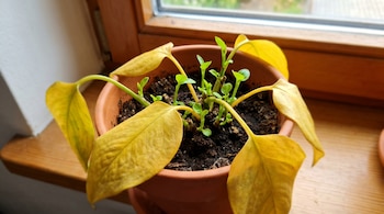 Una planta en maceta de terracota con hojas grandes de color amarillo y múltiples brotes pequeños de color verde, sobre un alféizar de madera.