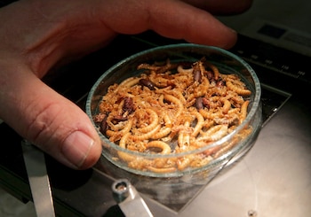 Actualmente se consumen más de