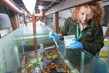 En el caso específico de