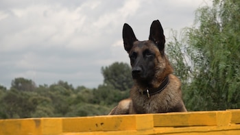 "Baco" lleva toda su vida