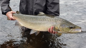 El salmón atlántico se encuentra