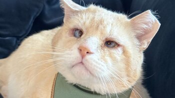 El felino llegó muy lastimado