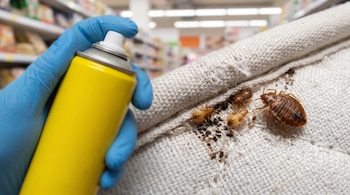 Mano con guante azul, bote de insecticida amarillo, chinches, ninfas, huevos de chinche, tela blanca con manchas, pasillo de supermercado desenfocado.