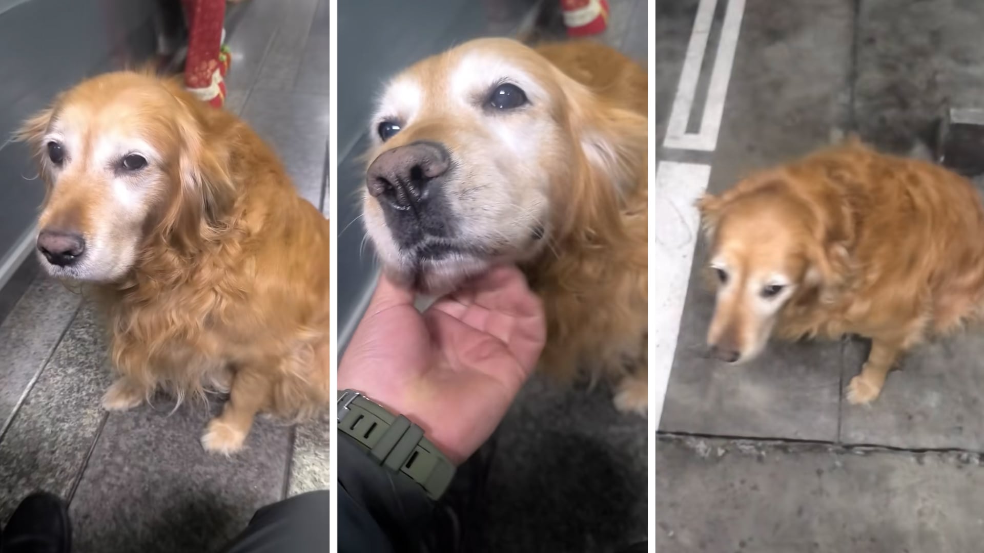 Peki, la perra de seguridad, se retira tras 10 años de servicio y emociona a miles en redes sociales