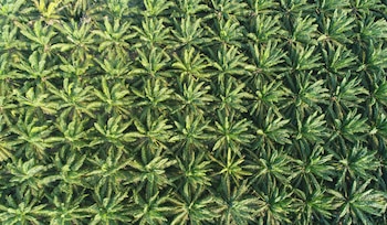 Colombia, Guatemala y México concentran oportunidades para ampliar el cultivo de palma de aceite sin afectar bosques ni tierras de alto valor de carbono.