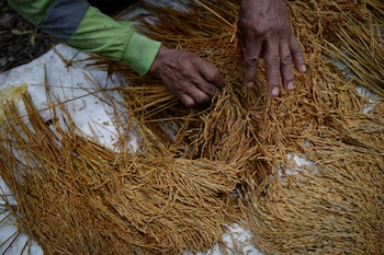 El arroz es el grano preferido en la dieta de los panameños. EFE/Bienvenido Velasco