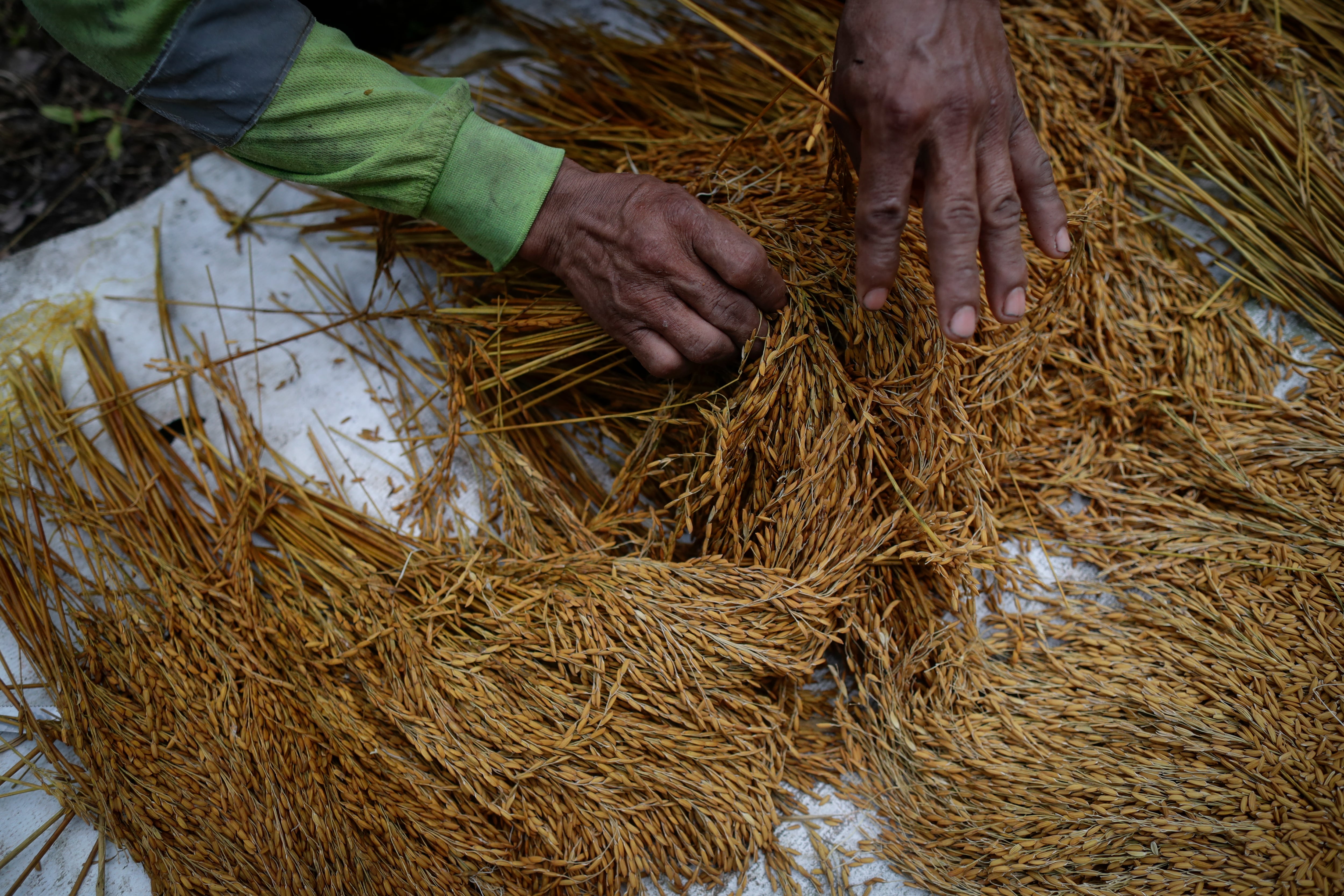 El arroz es el grano preferido en la dieta de los panameños. EFE/Bienvenido Velasco